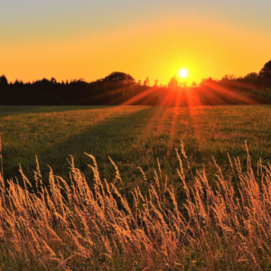Field of grain pictured at sunrise.